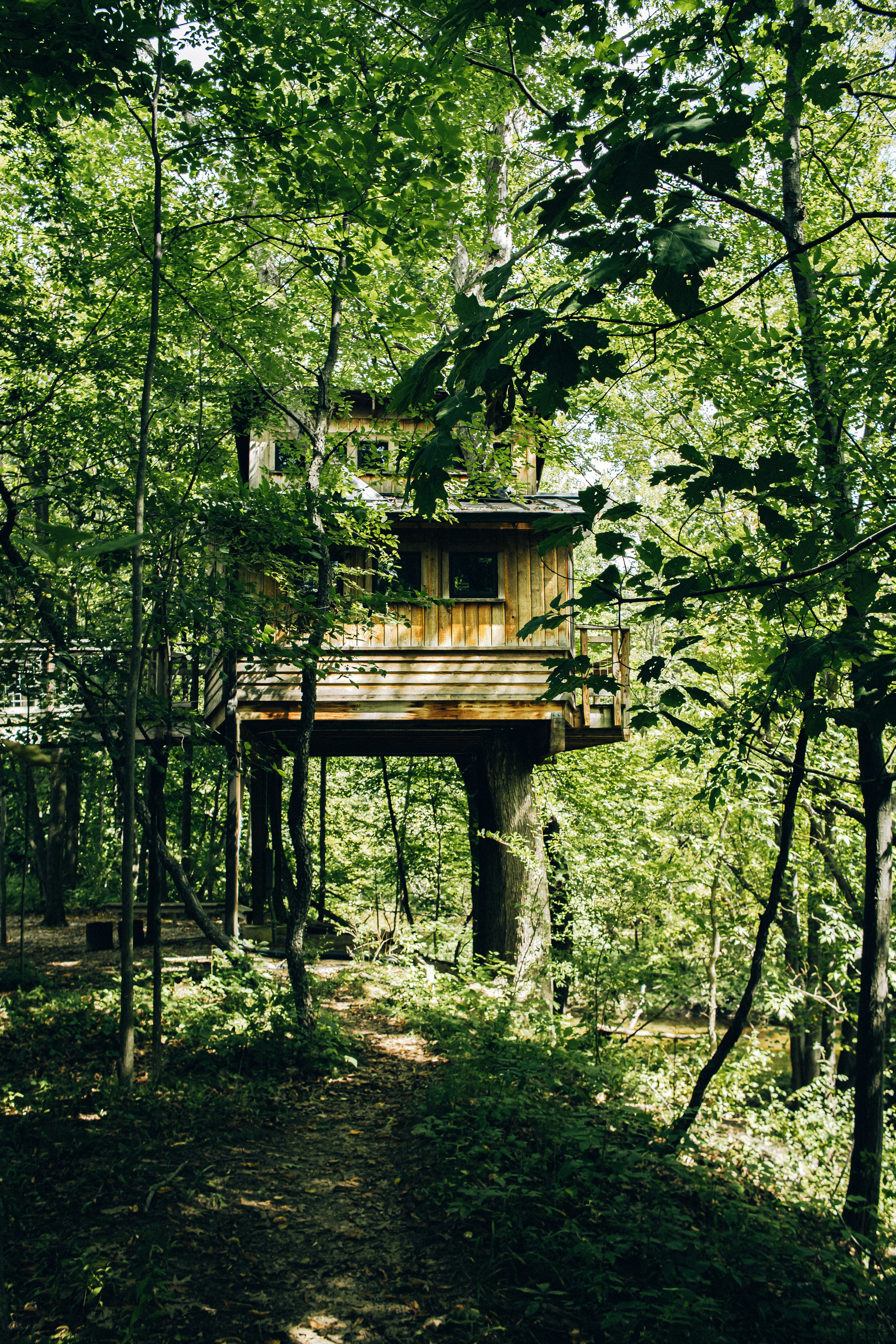 Nature lodging — treehouse in forest