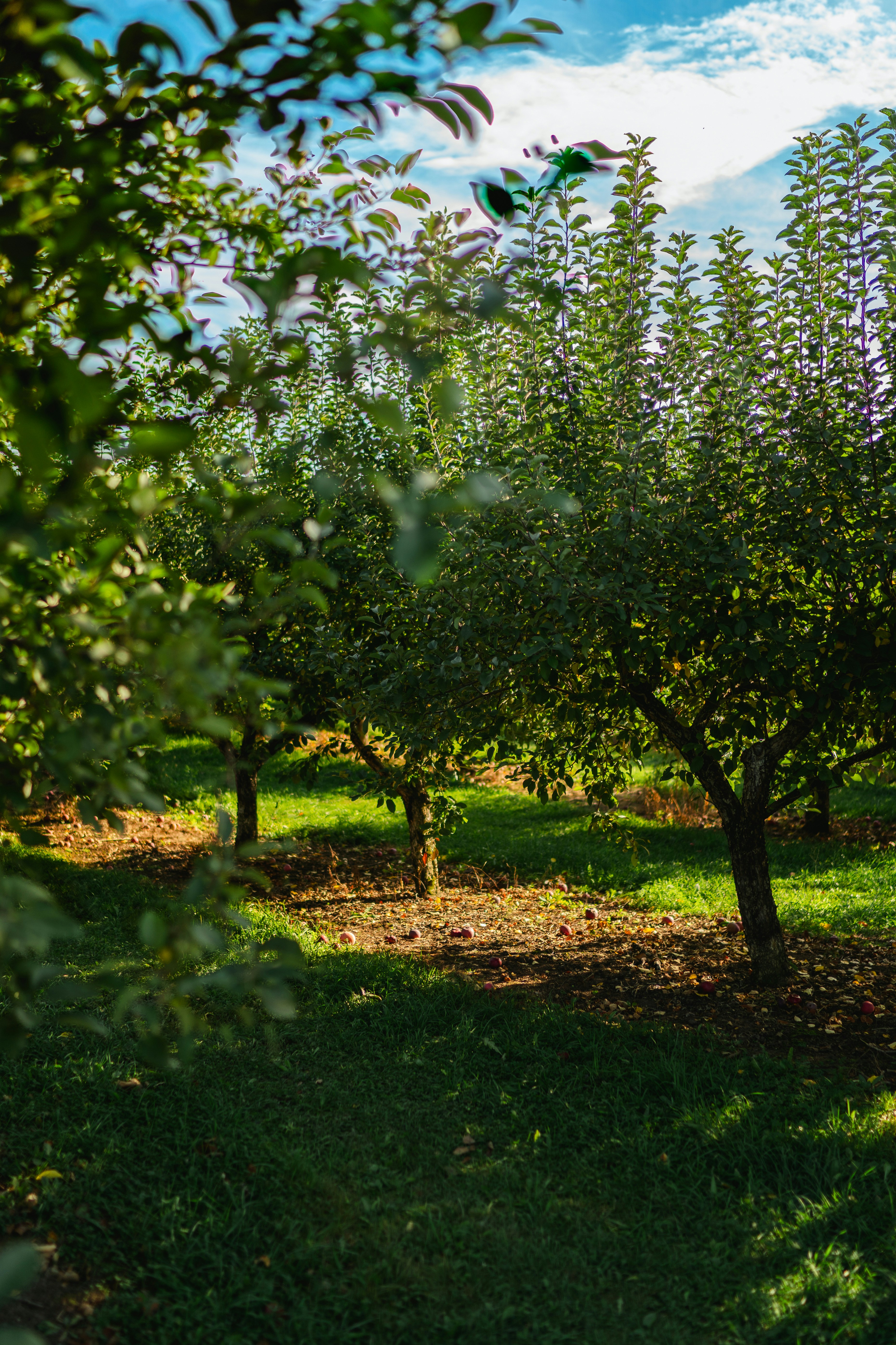 The orchard at Le Domaine
